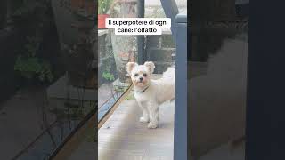 Il superpotere di ogni cane cani puppy [upl. by Alicsirp]