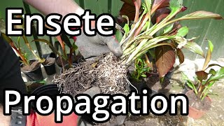 Propagating Ensete ventricosum Maurelii Part 2 [upl. by Dewie555]