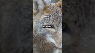 TEXAS COYOTE ATTACKS RACCOONS Wildlife Showdown Caught on Camera viral [upl. by Gerardo]