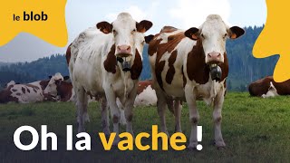 Oh la vache  Une histoire naturelle des bovins de leur origine à nos jours  Documentaire [upl. by Ajnos66]