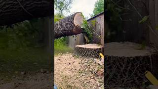 Luck or skill treeremoval treeservice treebgone chainsaw stihl arborist trees londonontario [upl. by Yznel]