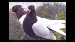 Pigeon Breed Archangel Pigeons Various Colors amp Patterns WWWDonsPigeonsCom [upl. by Reneta]