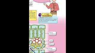 Gaseous Exchange in Plant Science Form 3 KSSM [upl. by Meunier]