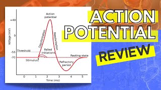 013 A Review of the Action Potential [upl. by Noemis]