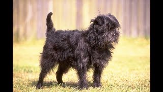 Affenpinscher  Raza de Perro [upl. by Arammat]