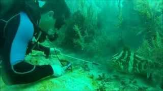 teaching grouper how to eat a lion fish [upl. by Arekat]