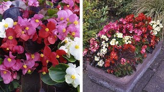 How to Grow Begonia Organdy Summer Garden Guide [upl. by Ssac]