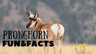 PRONGHORN quotSpeedSprinters Unveiling the Pronghorns Worldquot [upl. by Larimore377]