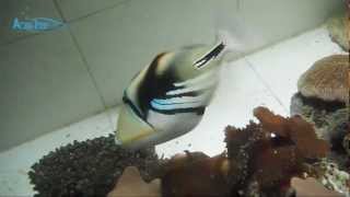 Picasso triggerfish Rhinecanthus aculeatus  AquaFishVietcom [upl. by Rubel358]