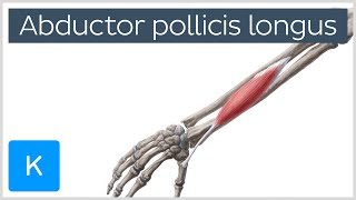 Abductor Pollicis Longus Muscle Overview  Human Anatomy  Kenhub [upl. by Gnud394]