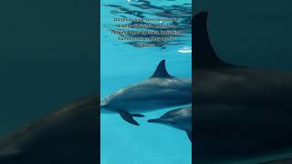 Dolphin Altruistic Behavior Shorts [upl. by Jaret540]