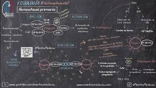 Hemostasia Primaria Coagulación ¡Fácil Explicación  Mentes Médicas [upl. by Jarietta]