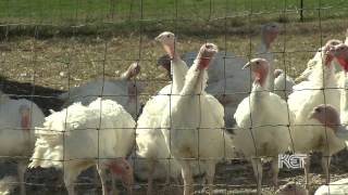 Tewes Poultry Farm  Kentucky Life  KET [upl. by Husha820]