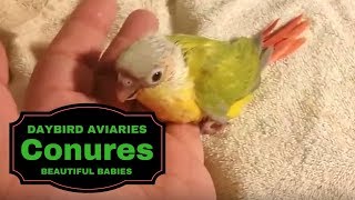 Green Cheek Conure Mutations  Cinnamon Dilute Yellowsided Dilute Cinnamon Normal Green [upl. by Navad]