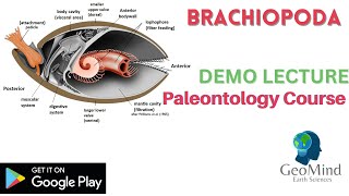 Brachiopoda  Demo Lecture  Paleontology  Geology  GATE  IIT JAM  UPSC  NET [upl. by Naraa]