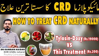 How to Treat CRD Mycoplasma in Chickens without Antibiotics  Chicken Cough amp Sneezing Treatment [upl. by Erick881]