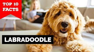 Labradoodle  Top 10 Facts [upl. by Nnalorac]