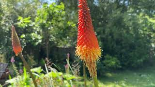 Kniphofia Alcazar Red hot pokers [upl. by Armallas]