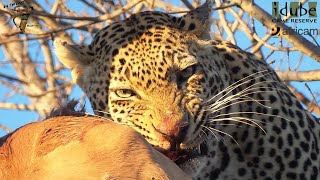 Male Leopard Has An Impala For Breakfast As Hyenas Wait Below [upl. by Rihat]