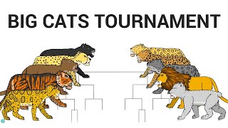 THE BIG CATS TOURNAMENT ANIMATION [upl. by Corry]