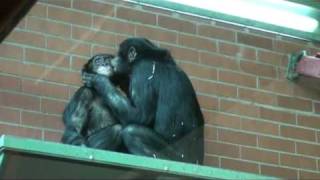 Bonobo Kissing [upl. by Aynor]