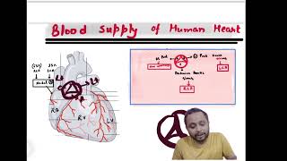 Blood supply of Heart Coronary circulationneetpg inicet fmge medicalentranceexam [upl. by Edahc810]