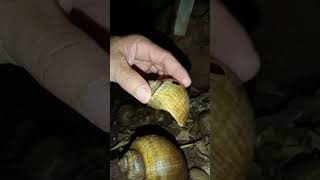 The Snail Care Guide Everything You Need To Know [upl. by Reve]