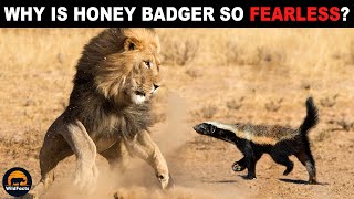 Why is the Honey Badger Not Afraid of Lions [upl. by Marozik]