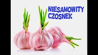 WOW 10 niesamowitych właściwości czosnku LIVE [upl. by Aikemit721]