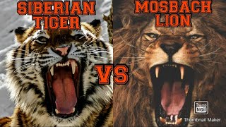 MOSBACH LION VS SIBERIAN TIGER Who Will Win This Epic Battle [upl. by Aronoh]