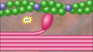 Myofilament Contraction HD Animation [upl. by Atnamas]