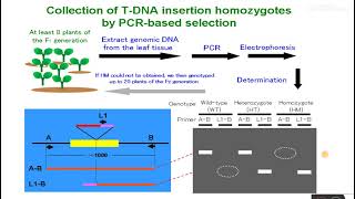 Genotyping of Arabidopsis mutant lines [upl. by Anen]