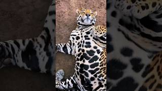 Chubby Jaguar Belly Pats [upl. by Ahsilahk]