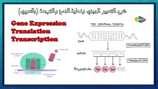 شرح التعبير الجيني وعملية النسخ والترجمة بالعربي  Gene Expression Transcription and Translation [upl. by Beka]