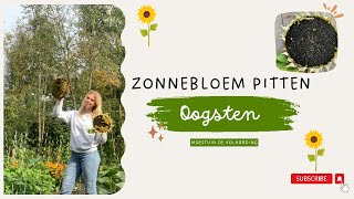 ZONNEBLOEM PITTEN OOGSTEN I Moestuin de Volharding [upl. by Lowson374]