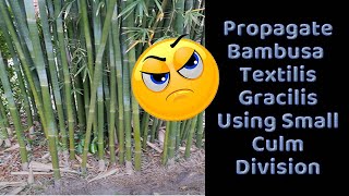 Propagate Bambusa Textilis Gracilis Using Small Culm Division [upl. by Katuscha719]