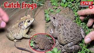 🐸Boing boing catching froggy funny  catch frogs make you laugh  catch frogs for fun part0010 [upl. by Case]