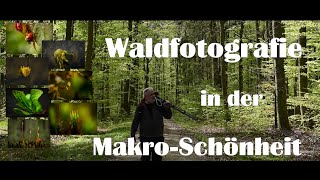 WALDFOTOGRAFIE  der Wald in seiner MakroSchönheit  probiere mal die andere Perspektive aus [upl. by Filipe308]