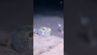 The Bobtail Squid A Bioluminescent Master of Stealth and Camouflage [upl. by Sylvia]