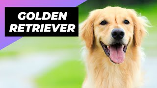 Golden Retriever 🐶 The Best Family Dog [upl. by Moffat33]