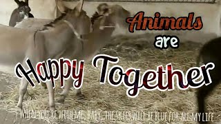 The Turtles  Happy Together “ Animals are Happy Together “  Instrumental Version with lyrics [upl. by Adi]