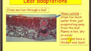 Leaf adaptations [upl. by Sindee]