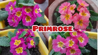 how to grow and care primroseprimula flower [upl. by Ised]