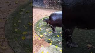 Baby Hippo baby animals babyanimal hippo cute cutebaby zoo travel foryou usa shorts [upl. by Hadeehuat]