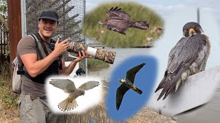 Raptor Day at Crossness Nature Reserve Canon R7 amp RF 200800mm Peregrine Falcon Hobby Buzzard 4K [upl. by Notsa]