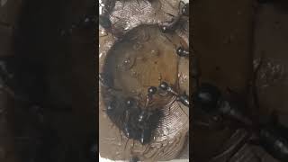 Feeding camponotus ligniperda [upl. by Mosra]