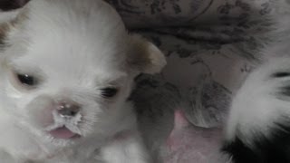 Japanese Chin puppies feeding  21 days old in Close up HD [upl. by Enniotna]