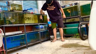 Feeding my Fishes  cleaning my outdoor aquariums [upl. by Banwell]