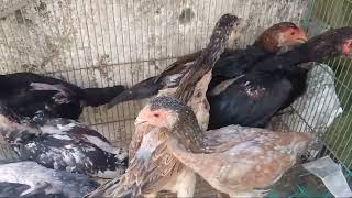 Murah banget ayam shamo Jerman Line zuchter umur sekitar 1 bulan  cuma 300 minat 085646265065 [upl. by Ayikal]