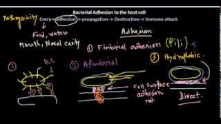 Adhesion of bacteria [upl. by Monafo]